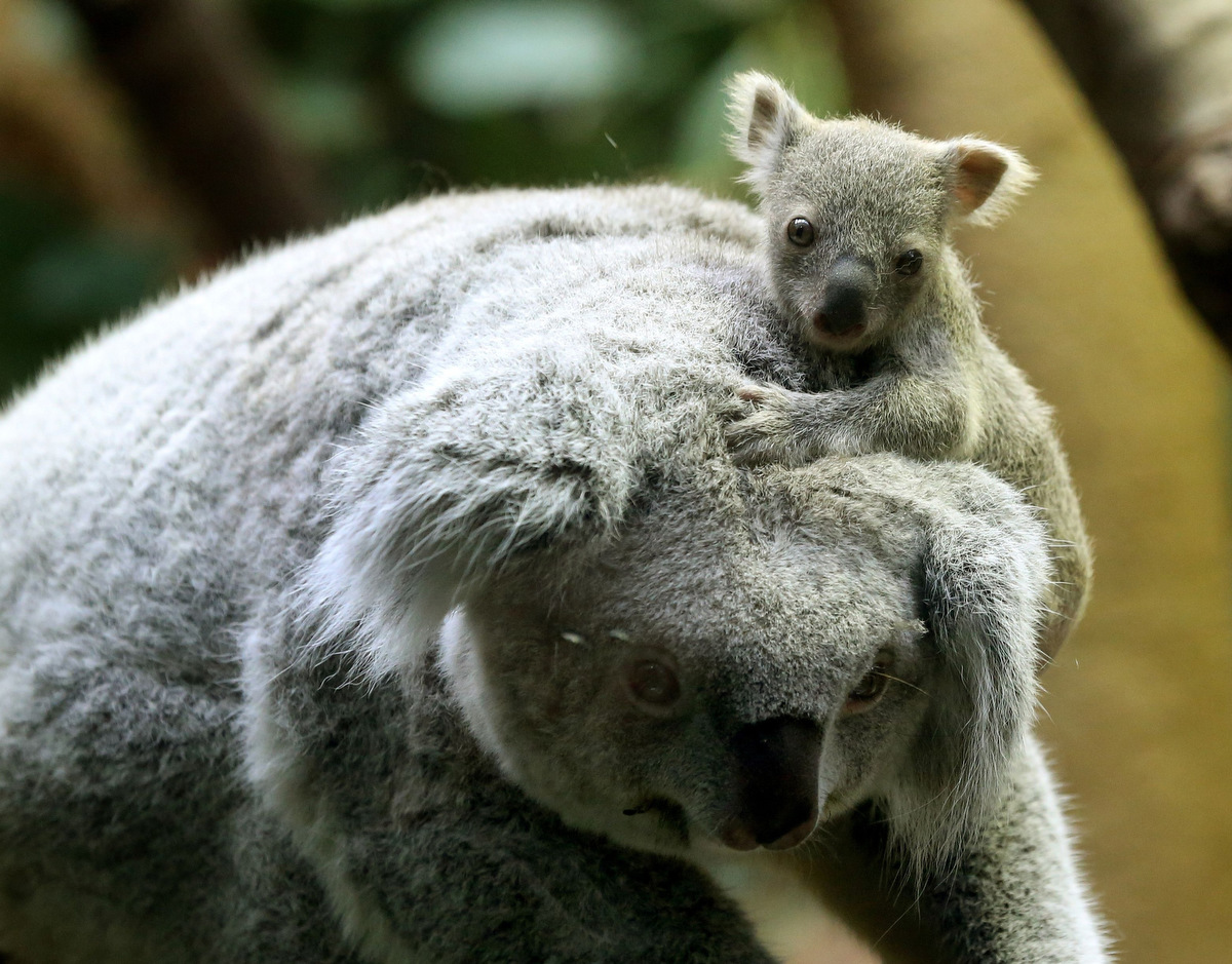 Do koalas eat bamboo?